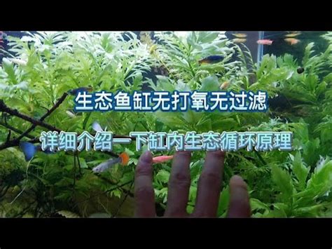 魚缸理論|魚缸理論